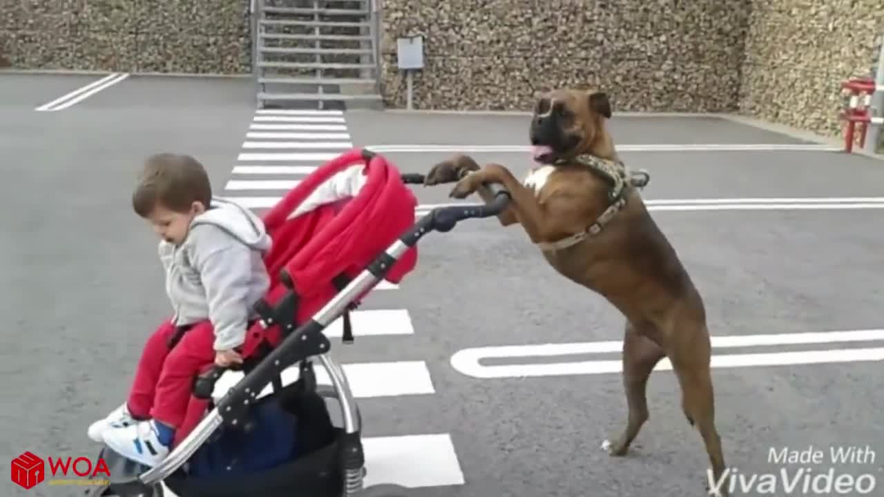 Friendly Boxer Dogs and Babies are good friends _ Funny Dog and Baby Video