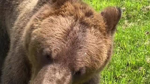 Bear Chases Down Man for Ice Cream