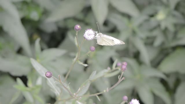 Butterfly in focus