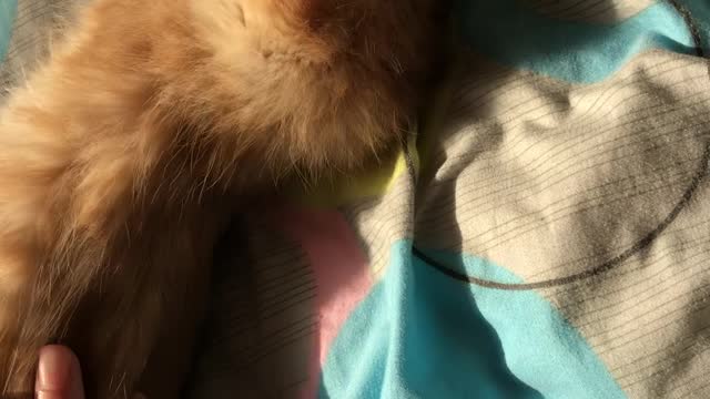 Orange cat is lying on the bed with four hands facing up