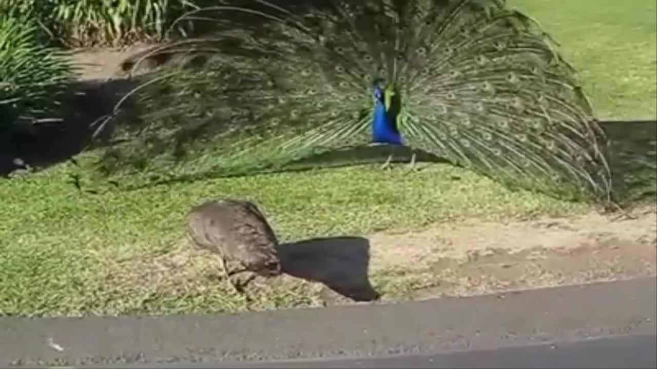 Beautiful😍 Peacock Dance Display in rain Amazing Video - Peacock Mating Dance🤗