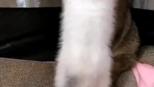 Funniest Cats 😹 - Don't try to hold back Laughter 😂 - Funny Cats Life