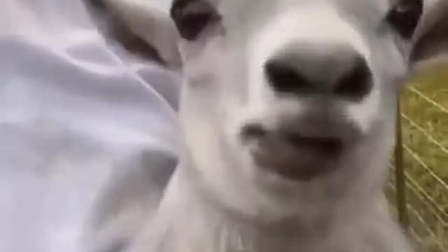 Wee~~ Funny Animals #short #tiktok #funny #animal #wee