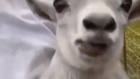 Wee～～ Funny Animals #short #tiktok #funny #animal #wee