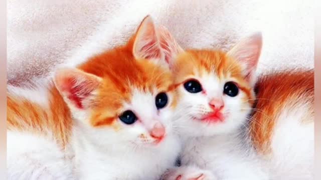 Funny cat & fun