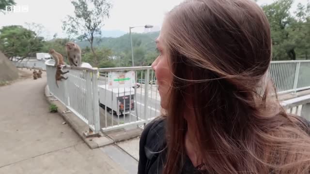 Wild Monkeys in the Streets of Hong Kong | BBC Earth