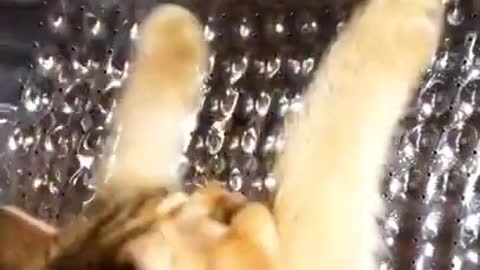 Cat In Flight | funny videos tiktok
