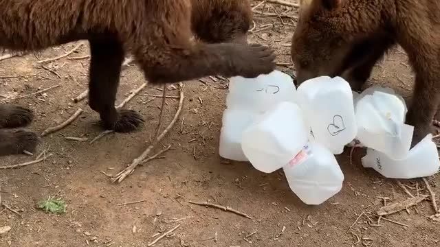 Bears Playing With Recycled Bottles