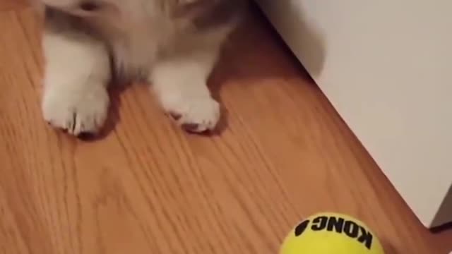 Dog Encounters His First Tennis Ball