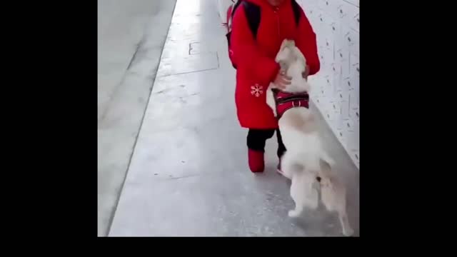 The dogs are happy to see their owner.