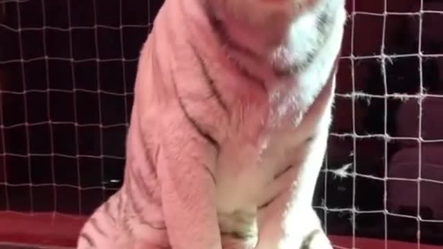 Tiger training video