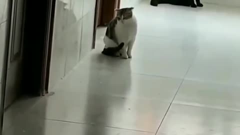 Cat getting happy but someone's not