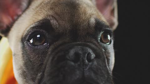 cute eyes of dog