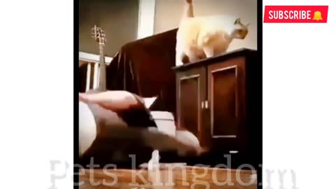 Funniest Cats Compilation 😂🤣 | Best Funny cat videos 2023😂
