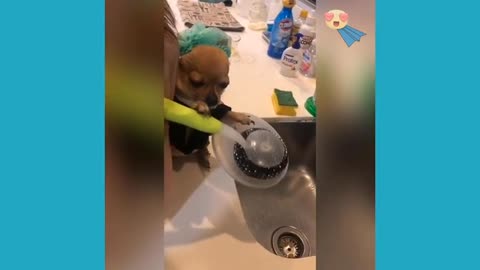 Cute puppy smile video