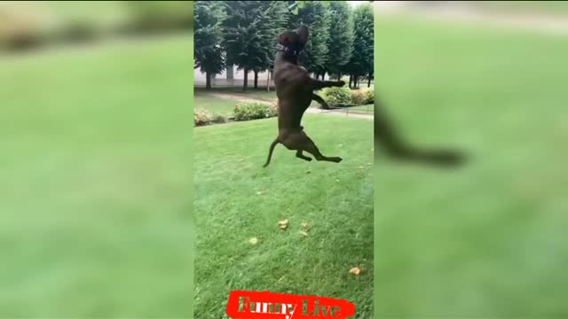 Cat and dog compilation new 2022