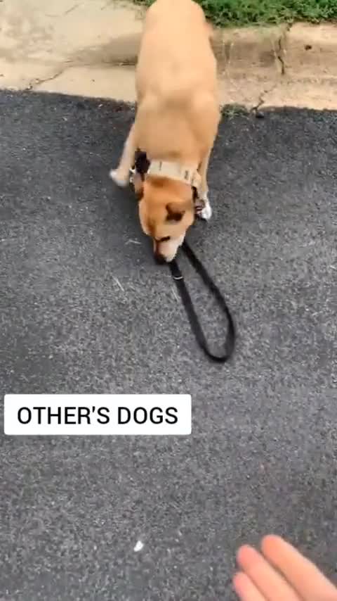 #animals #dogs #funnydog