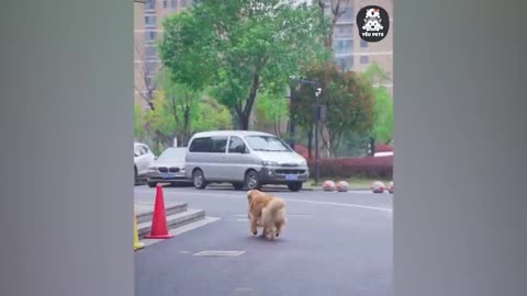 cute smart dog and poor grand mother -2021