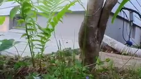 Amazing video