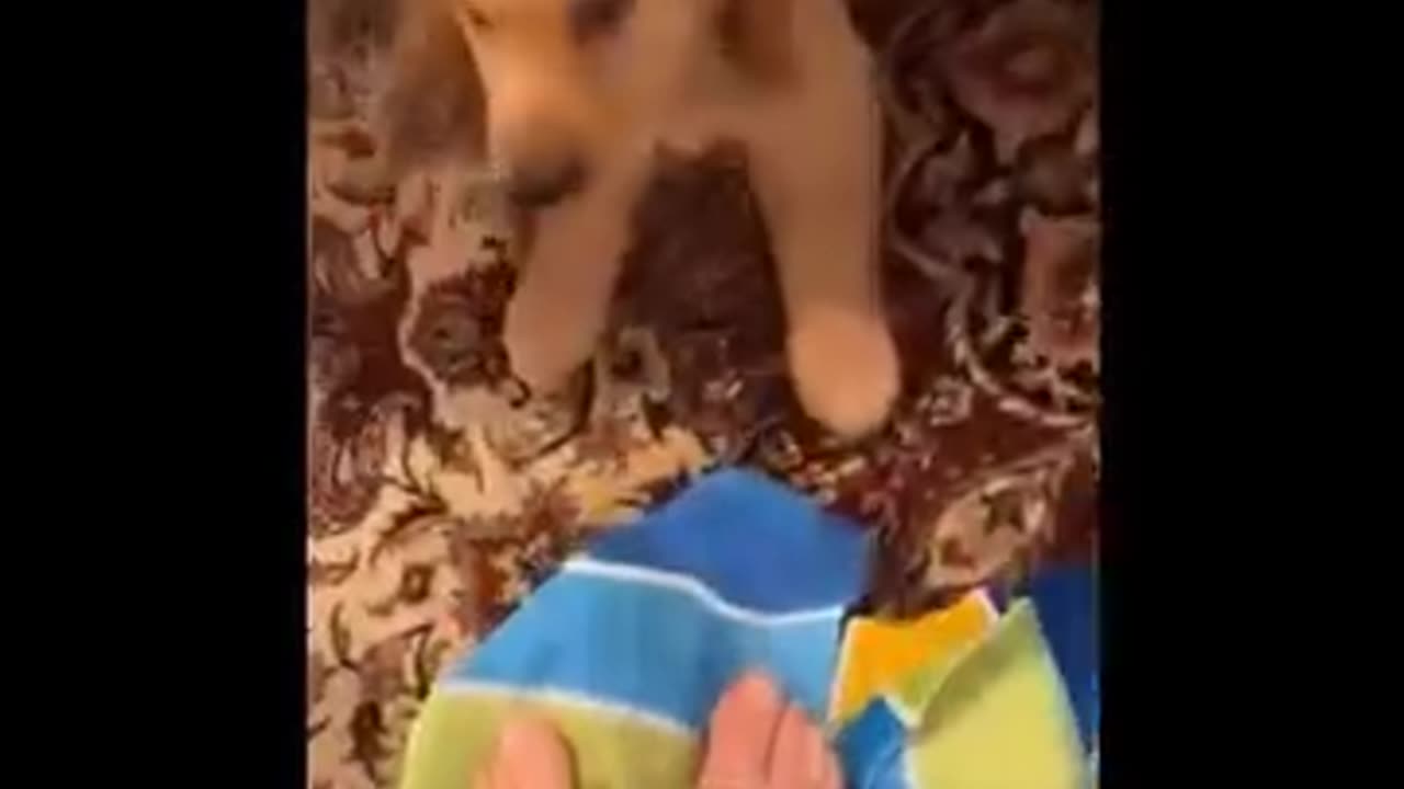 Funniest Cats and Dogs 🐶🐱 Funny Animal Videos #19