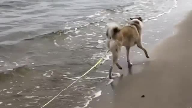 The dog tries to catch fish in the sea. Nice try!