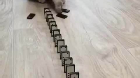 Cute Cat Playing