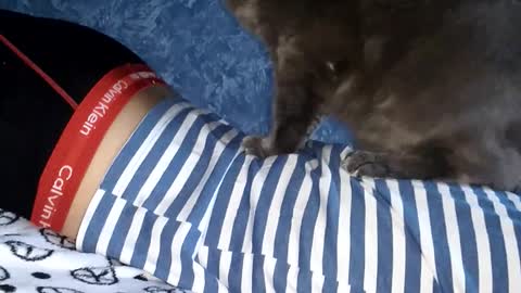 Free services of a cat massage therapist