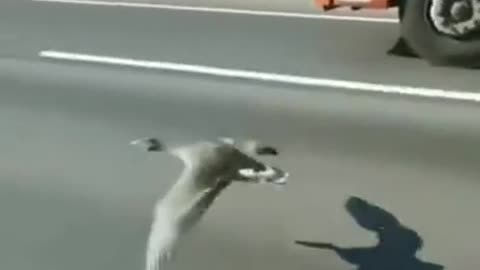 A bird as fast as a car