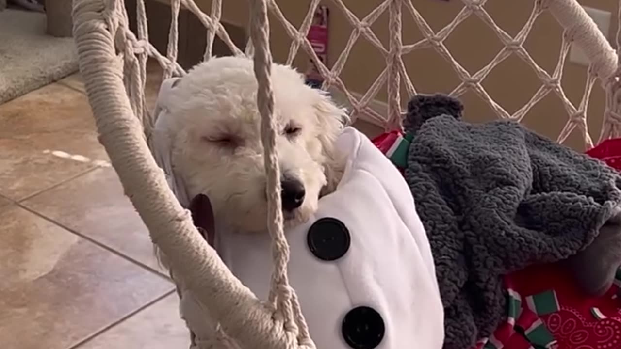 This girl has a fever and still just wants to make her pups cozy!