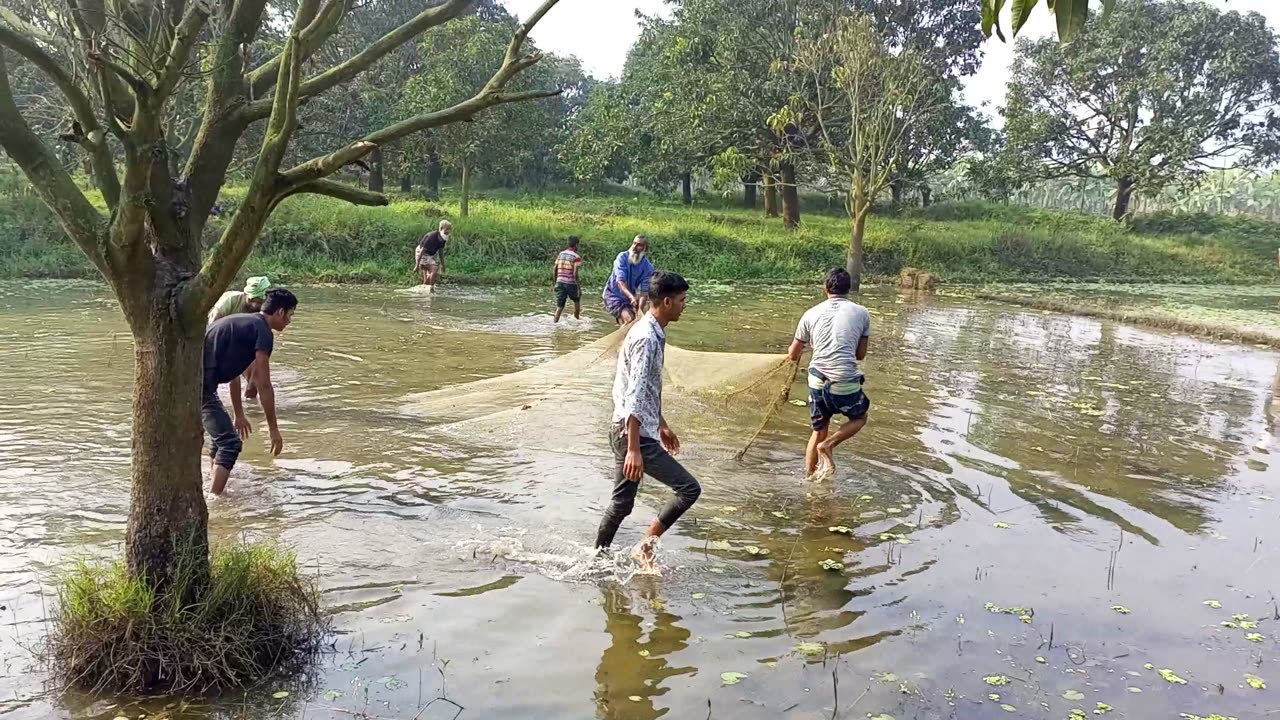 খেবলা জাল দিয়ে মাছ ধরার ভিডিও || Net fishing video || Bangladesh