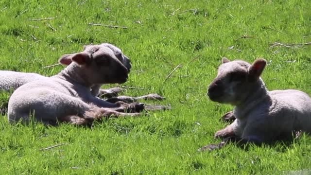 cute lamb Needs attention || kutch gujarat ! cute animals