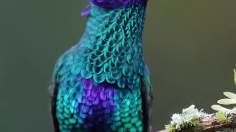 SPARKING VIOLETEAR HUMMINGBIRD