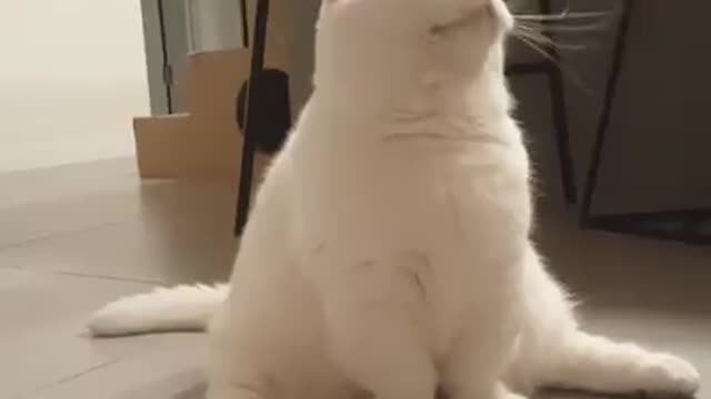 Happy Cats - He is doing yoga. Join our group Happy Cats