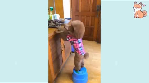 funny puppy clip