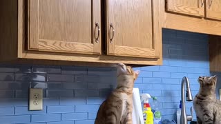 Cat Trying to Follow Friend up Cabinet Fails