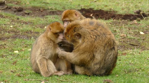 Parental tenderness is not just limited to humans!