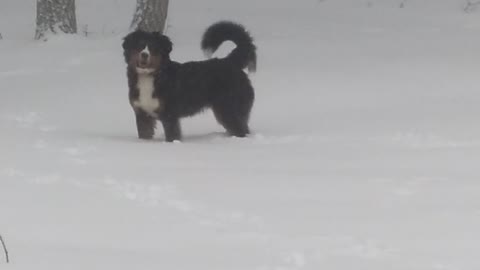 Archie the snow loving Bernese puppy!