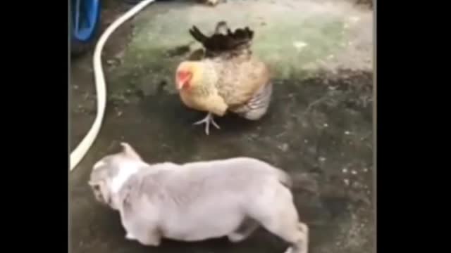 Animal fight