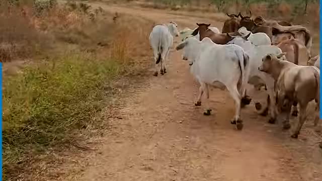 These horns were ready to do some damage and cause some chaos!!😱🐮