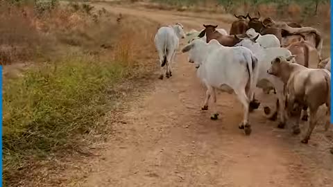 These horns were ready to do some damage and cause some chaos!!😱🐮