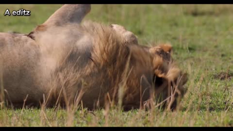 Lion trapped by clan of hyenas dynasties