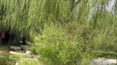 There is less and less water in the river