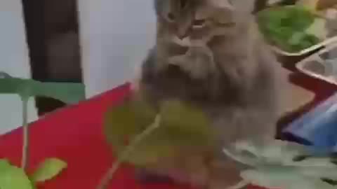 Cat playing with leaves