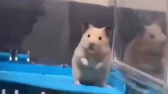 animals of funny moments