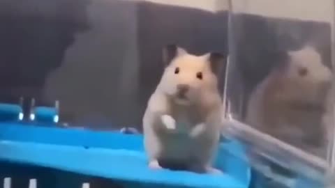 animals of funny moments