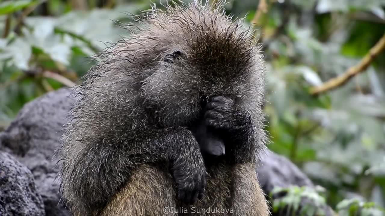 Crying baboon