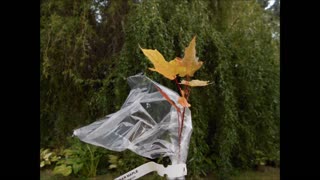 Hello Song From a Sugar Maple Seedling 9 17 2019