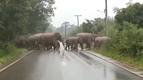 The last elephant You can go!