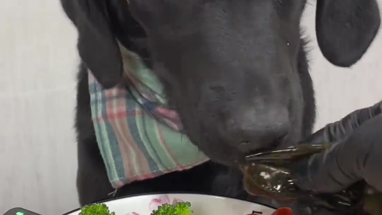 My doggy eating 😋🐕