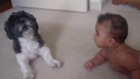 Funny and smart dog 11